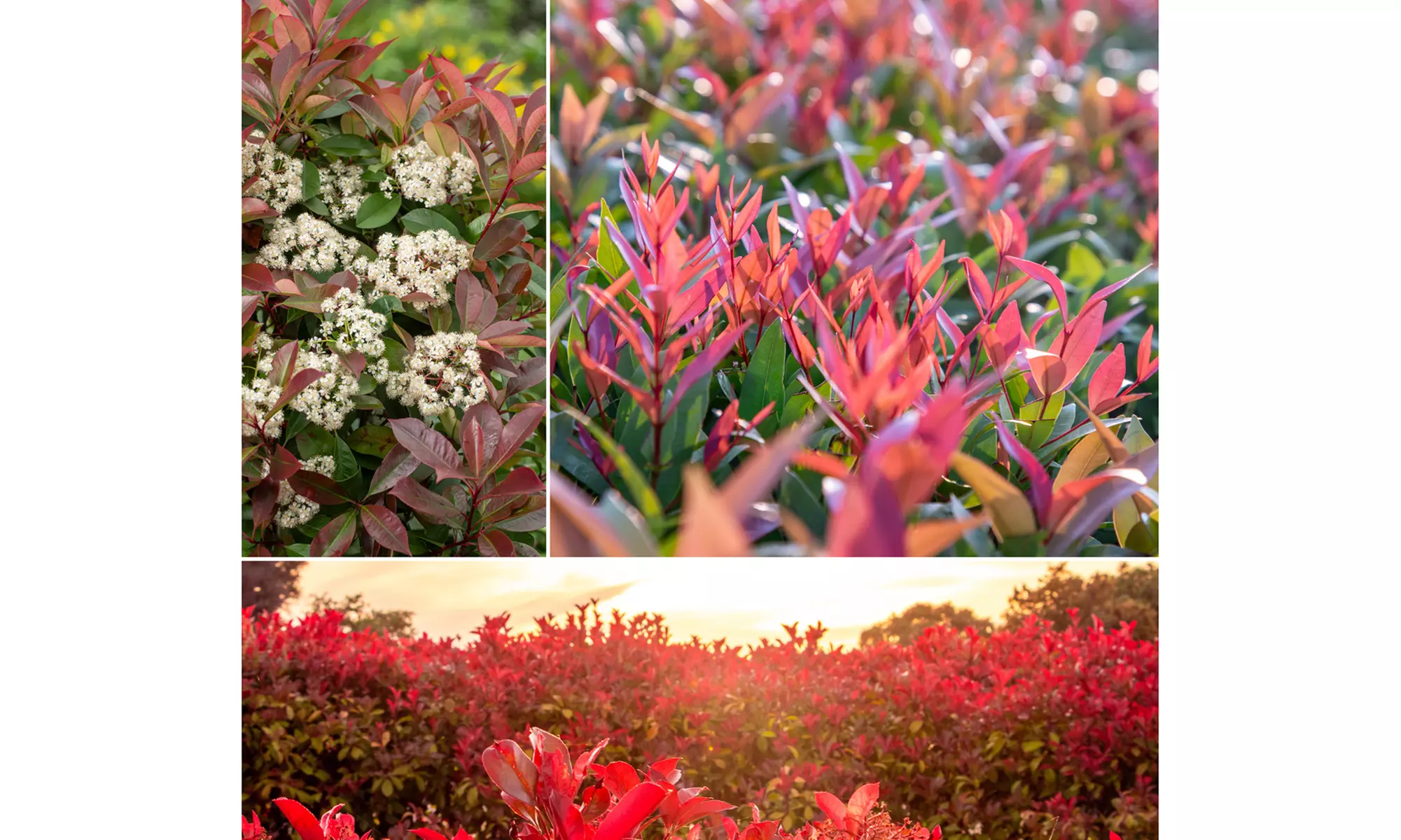 3x oder 6x Glanzmispel-Pflanzen „Red Robin"
