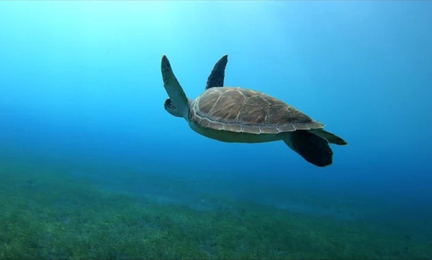 Image 6: Para 1 o 2 personas: bautismo de buceo con reportaje fotográfico