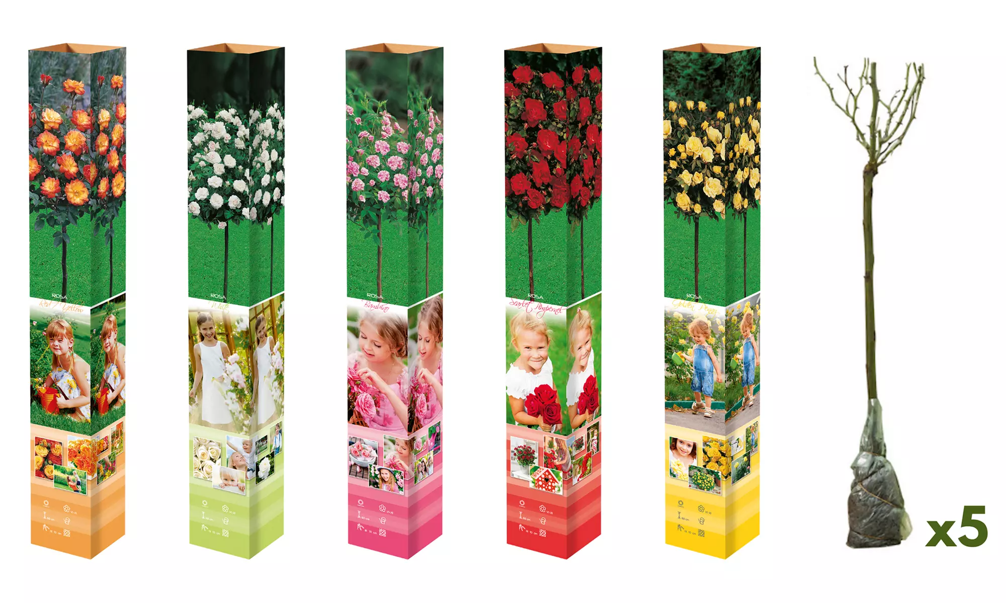 3er- oder 5er-Set Mini-Stammrosen