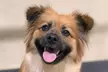 Full Day of Doggy Day Care Or Get $50 or $100 Credit Dog Grooming at Houndz Paradise (Up to 31% Off) - Image 7