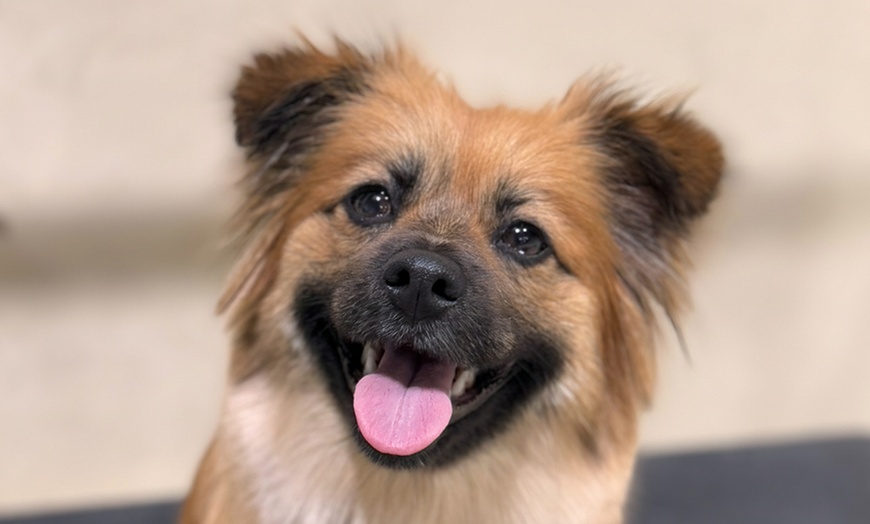 Image 7: Full Day of Doggy Day Care Or Get $50 or $100 Credit Dog Grooming