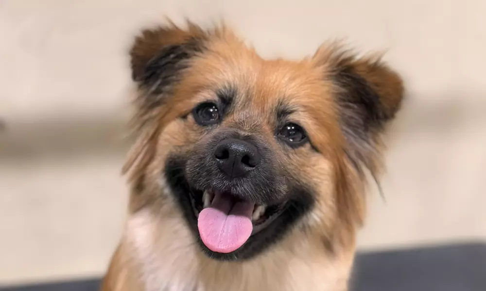 Full Day of Doggy Day Care Or Get $50 or $100 Credit Dog Grooming