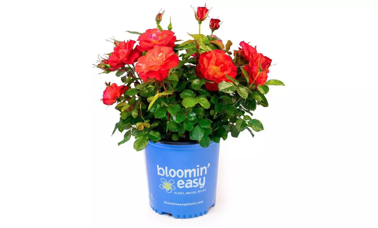 Rose Bushes in Various Sizes - Cinnamon Hearts and Zephirine Drouhin Climbing Roses with Free Shipping (Up to 24% Off)