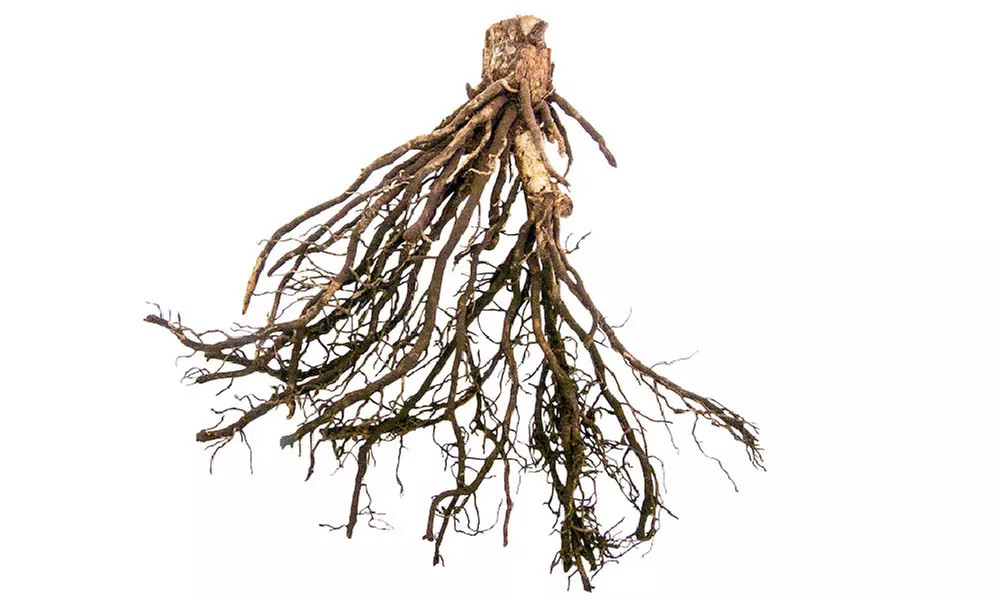 White Feather Hosta Bare Roots (3-Pack) - Image 3