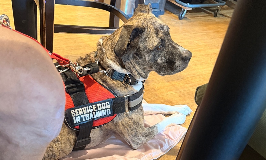 Image 2: Engage Your Pup with Games and Lessons