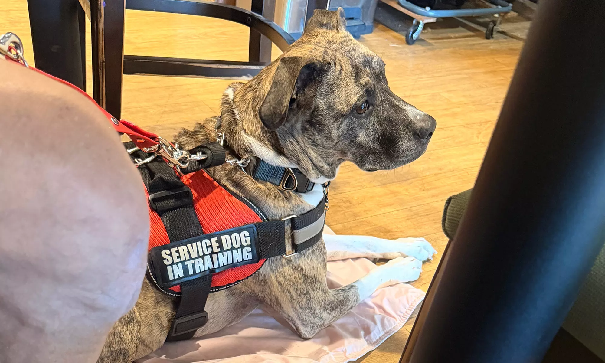 Engage Your Pup with Games and Lessons