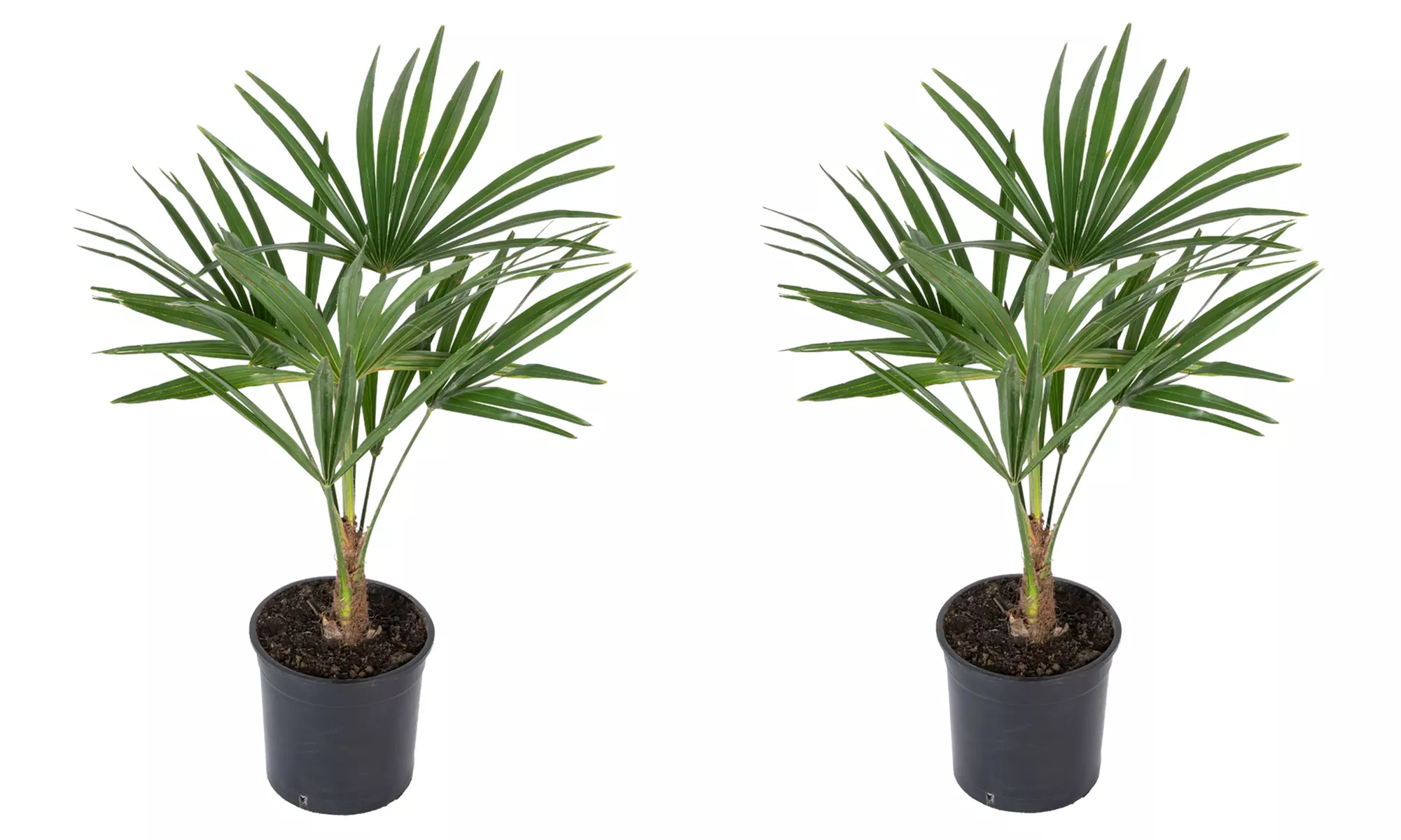 1x oder 2x Chinesische Hanfpalme