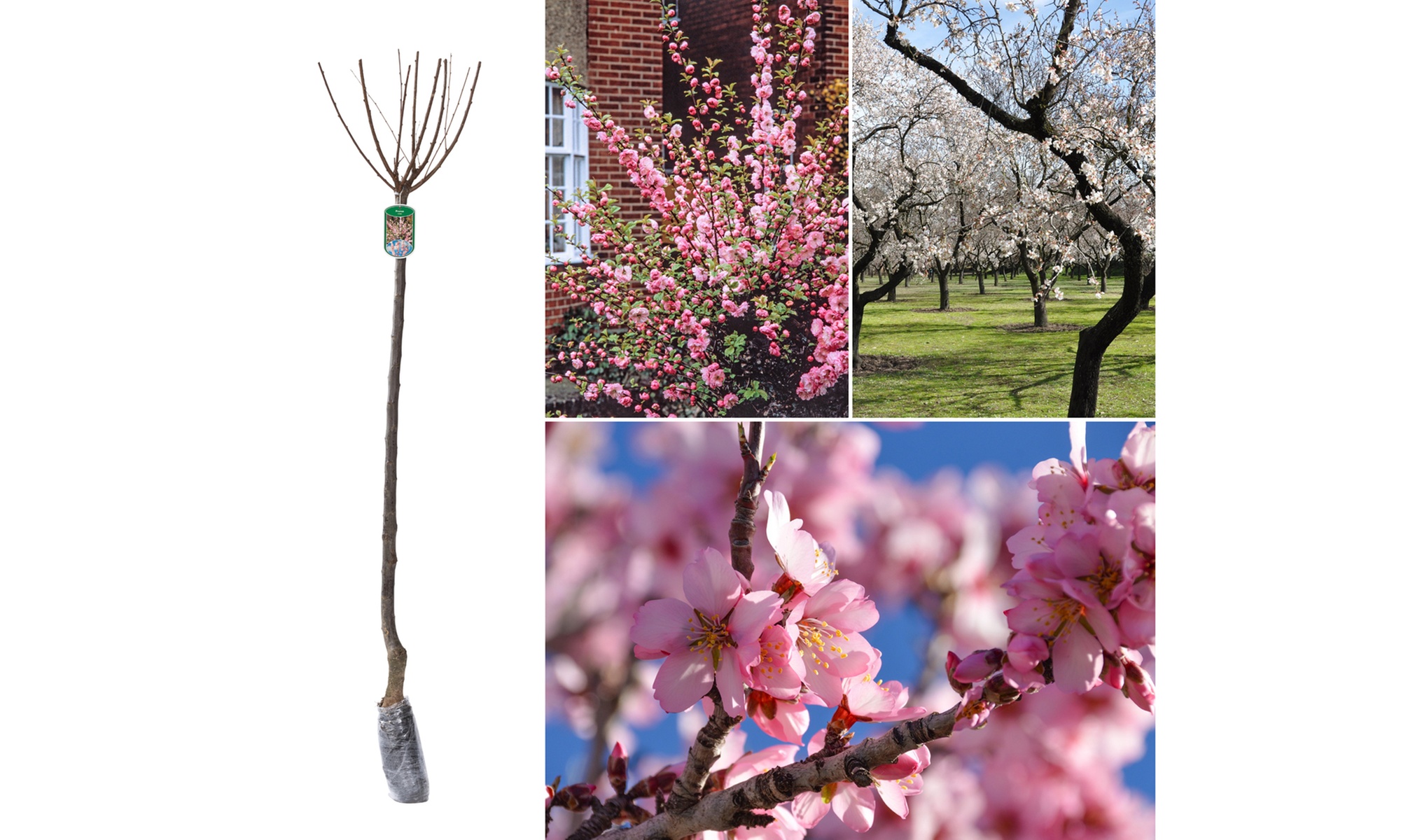 1x, 2x oder 4x Mandelbaum