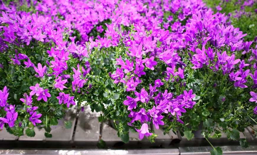 Image 3: Campanula Plants