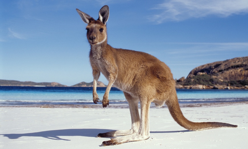 Image 7: ✈ 8-Day Australia Vacation with Hotels and Air from Pacific Holidays