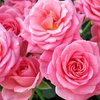 Image 1: Queen Elizabeth Rose Pink Blooms in 3-Liter Pot