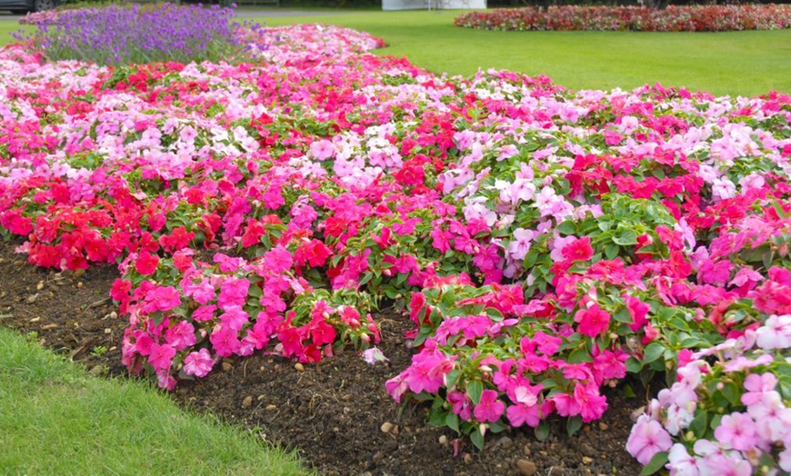 Image 4: Mixed Summer Flowering Busy Lizzie Plants