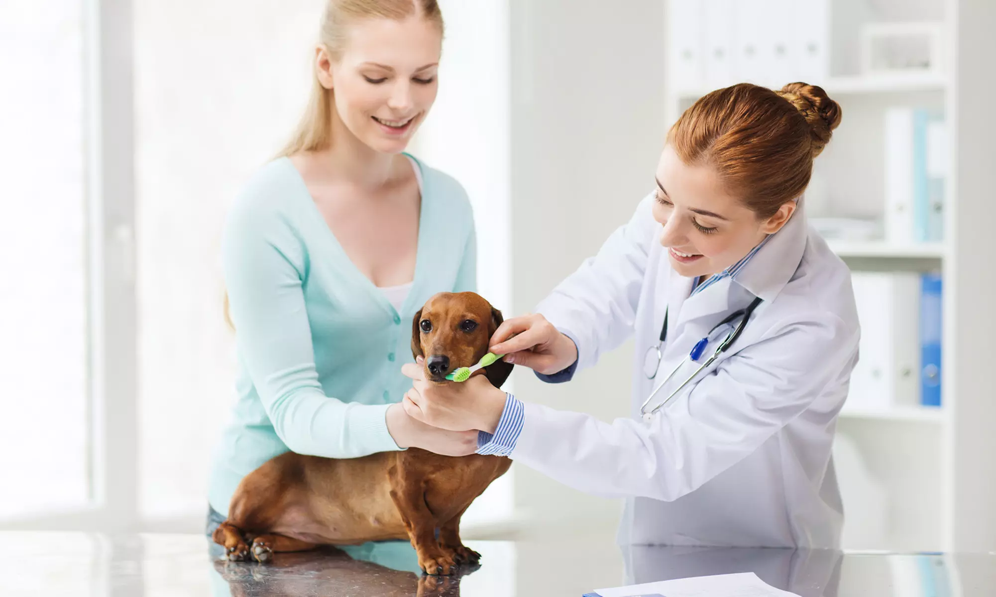 Higiene bucal para una o dos mascotas (perro o gato) desde 89 € en L'Arc de L'Eixample - Primary Image