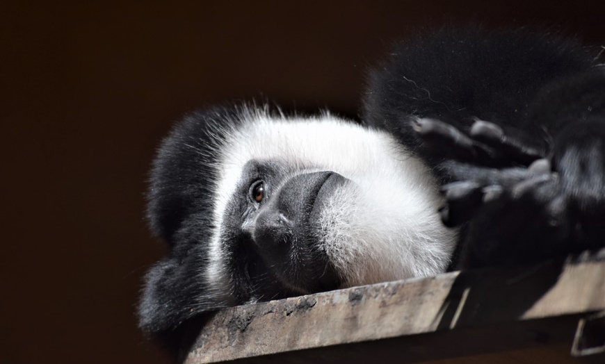 Image 19: ZOO Borysew: ulgowy lub normalny bilet wstępu