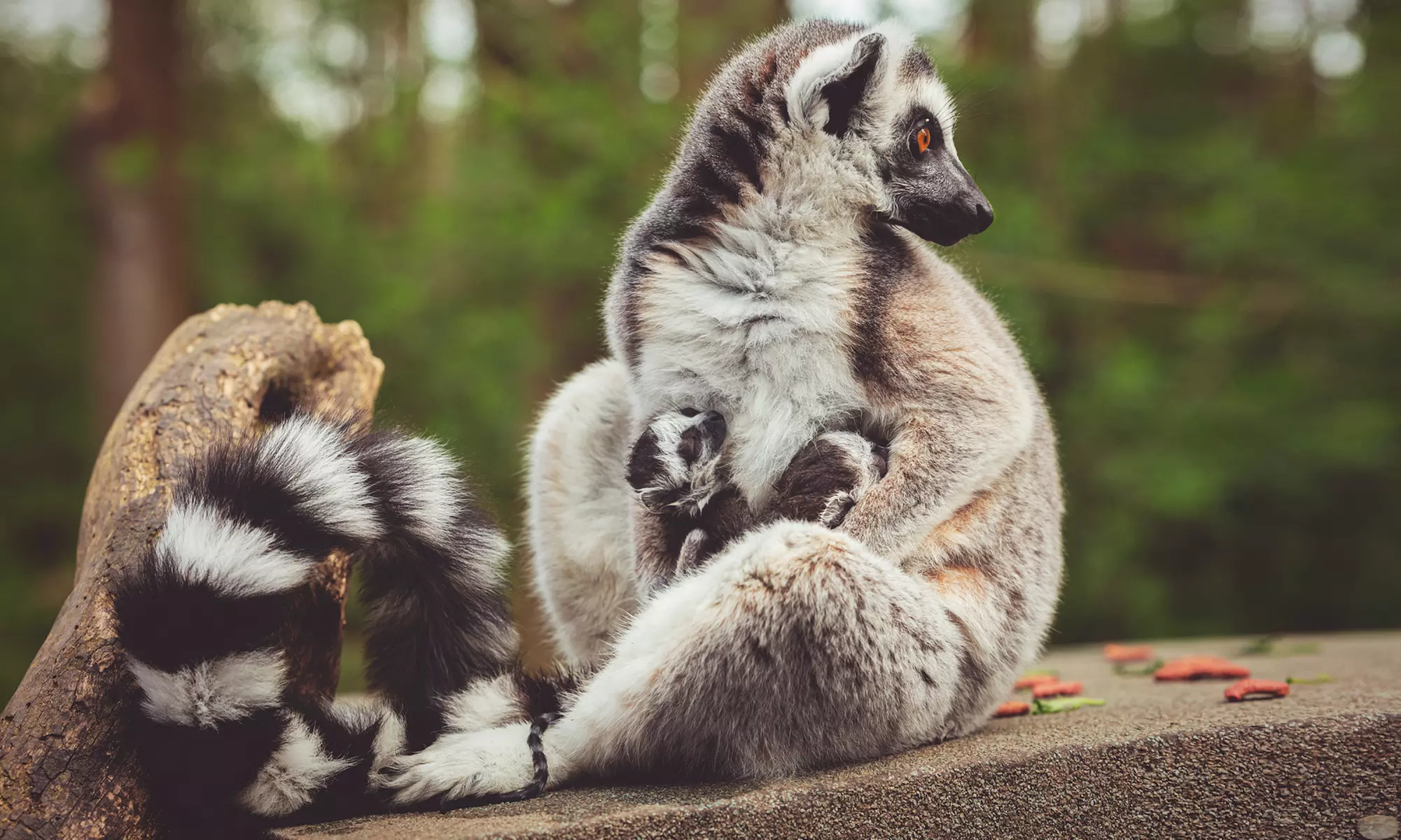 Enjoy Weekday, or Weekend Entry at Hoo Zoo and Dinosaur World