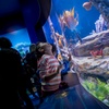 Image 9: Discover the Wonder of the Ocean at Birch Aquarium