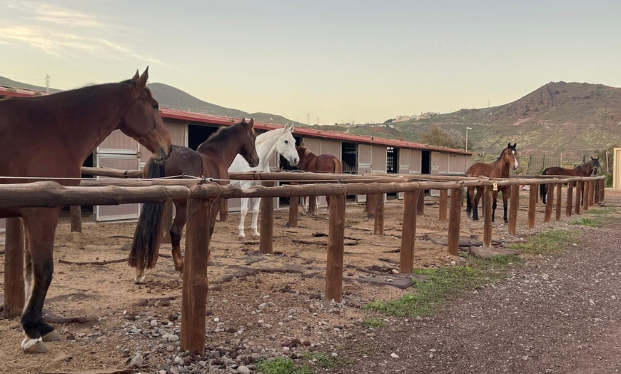 Image 6: ♞ Paseo a caballo para 2 personas con Horse Riding Canaria