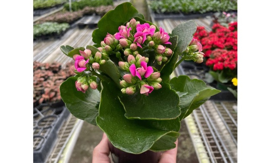 Image 4: Deluxe Valentine’s Plant Bundle with Free Shipping (Up to 20% Off)