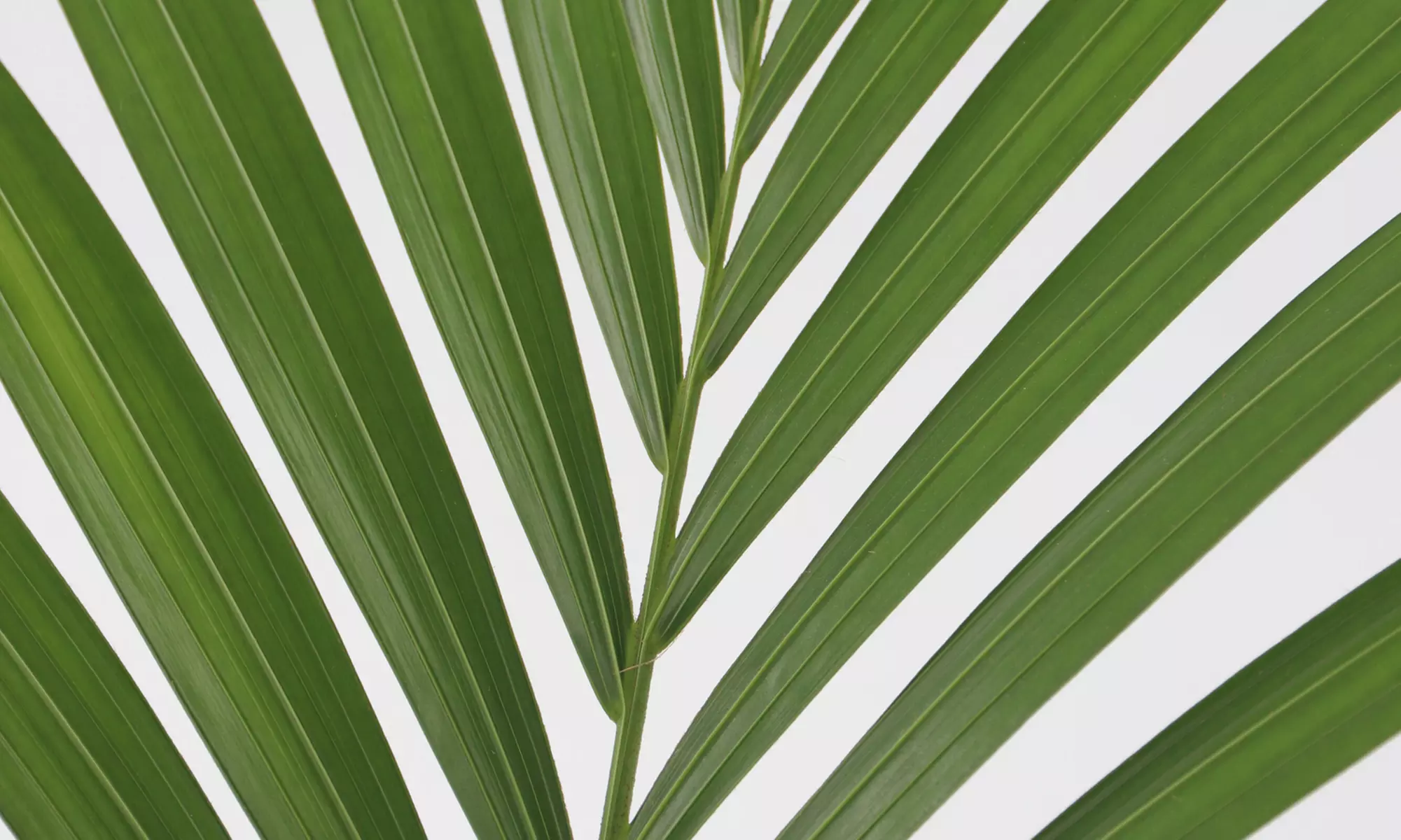 1x oder 2x Kentiapalme XXL "Howea Forsteriana"