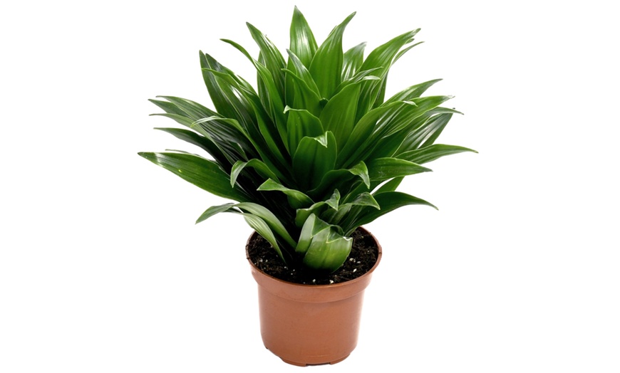 Image 4: Assortiment de 4 "Dragon Trees" de Gardenzo