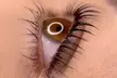 Cashmere, Premium Mink Lash Extensions / Keratin Lash Lift & Tint Treatment at Gplus Lash & Brow (Up to 60% Off) - Second Medium