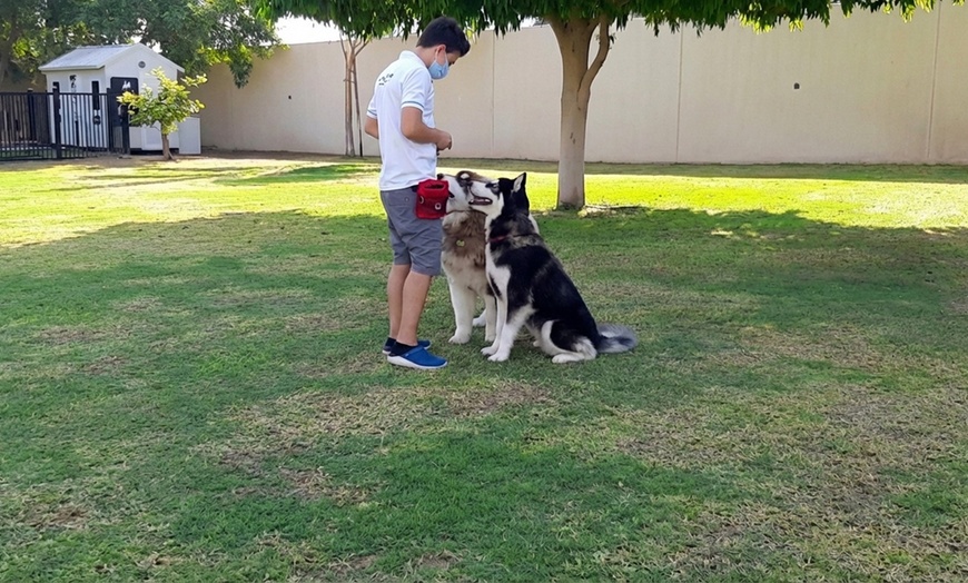 Image 3: Pet Training or Toilet Assessments at Home or School