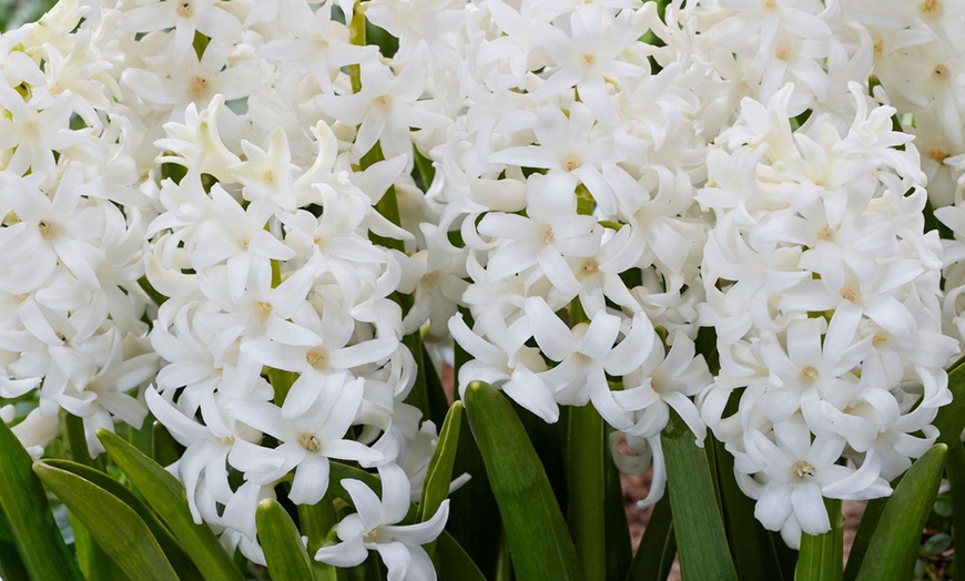 Image 3: Pack de bulbos de jacintos a elegir para jardín