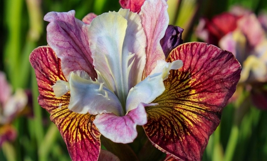 Image 6: Peacock Butterfly Iris Sibirica Collection - Artistic Hardy Perennials