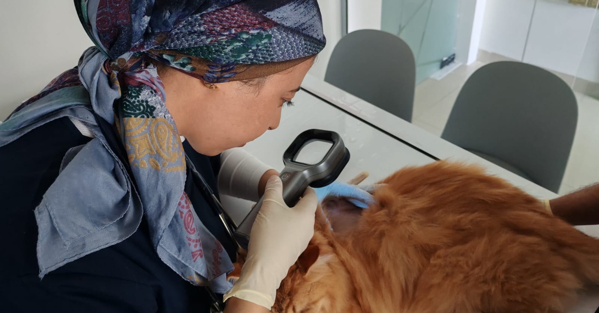 Professional Veterinary Care And Annual Pet Wellness Packages Professional Veterinary Care And Annual Pet Wellness Packages