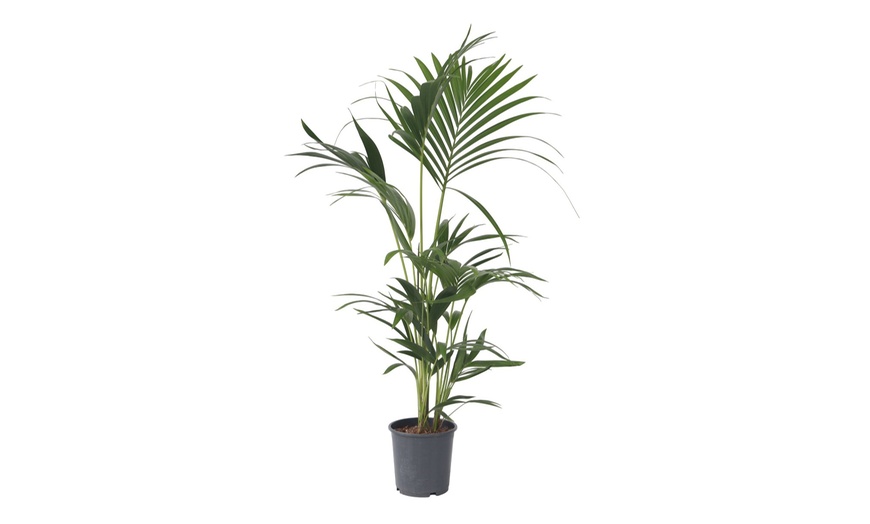 Image 4: Rootz Kentia Palm Collections