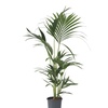 Image 4: Rootz Kentia Palm Collections