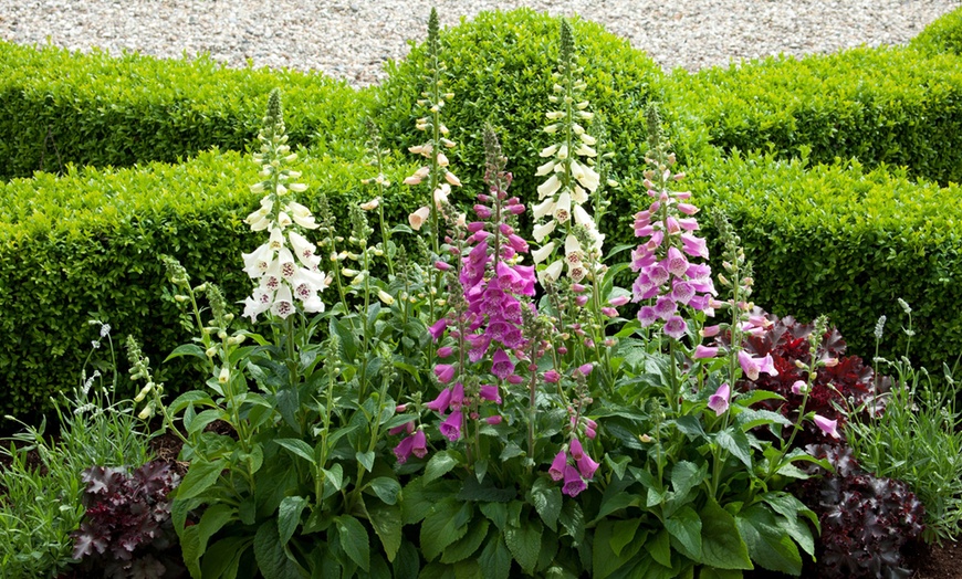 Image 7: Up to 72 Hardy Mixed Perennial Plants