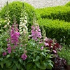 Image 7: Up to 72 Hardy Mixed Perennial Plants