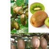 Image 1: Plants de kiwis Actinidia deliciosa "Jenny" 