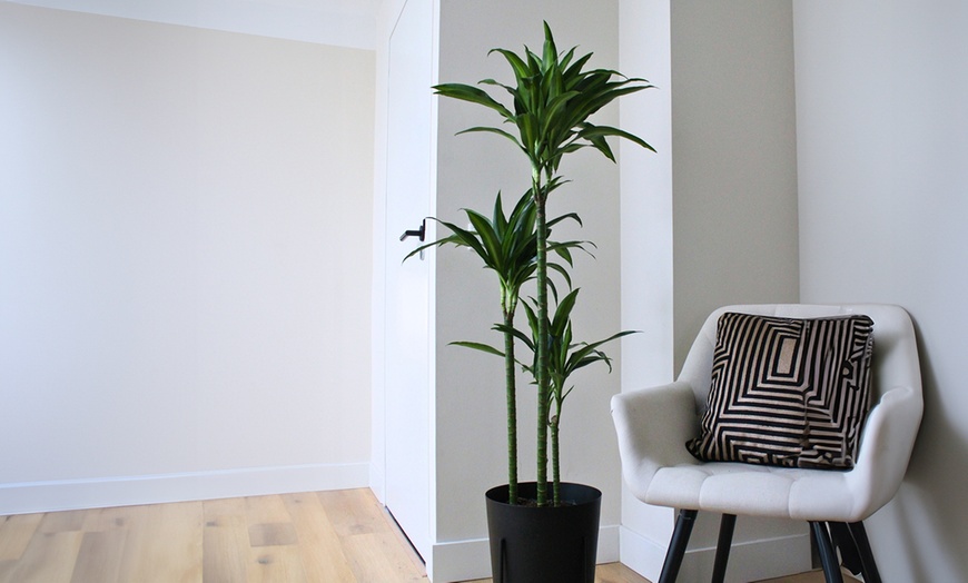 Image 1: Plante Dracaena 