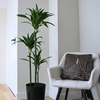Image 1: Plante Dracaena 