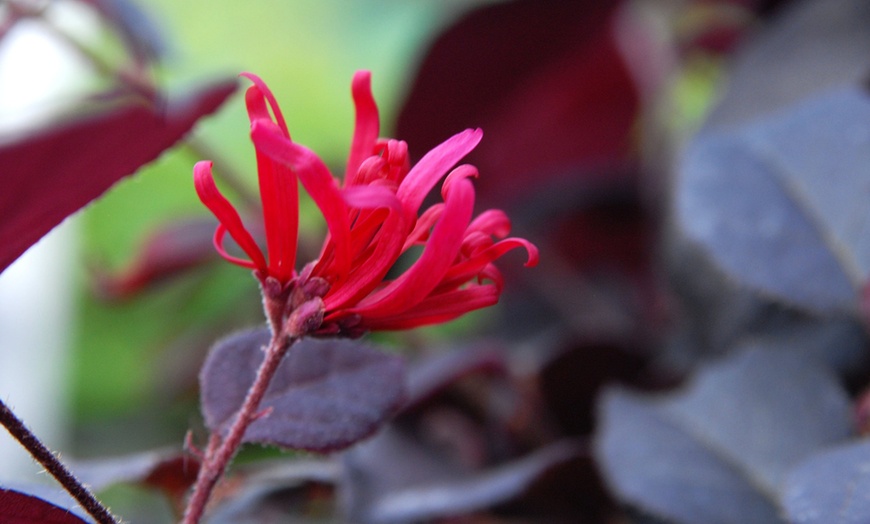 Image 4: Ever Red Chinese Fringe Flowers