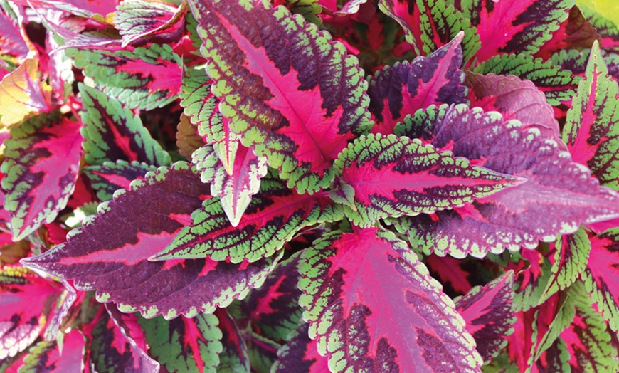 Image 1: Coleus Main Street Collection - 5 or 10 Plants