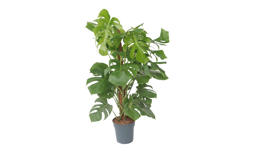 Image 3:  Monstera Deliciosa plant