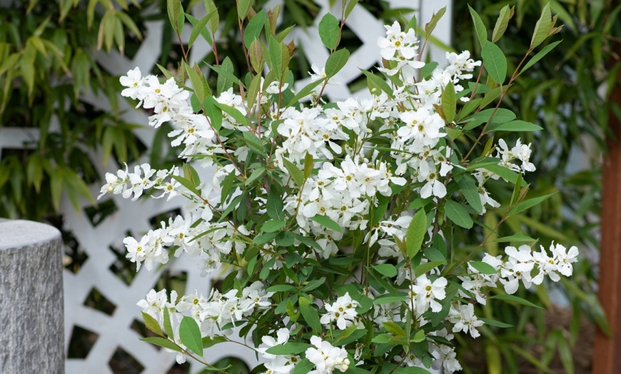 Image 2: Exochorda Blushing Pearl - 1 or 3 Peat-Free Potted Plants