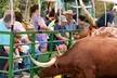 Admission to Safari Tractor Hayride on 100-Acre Farm - Second Medium