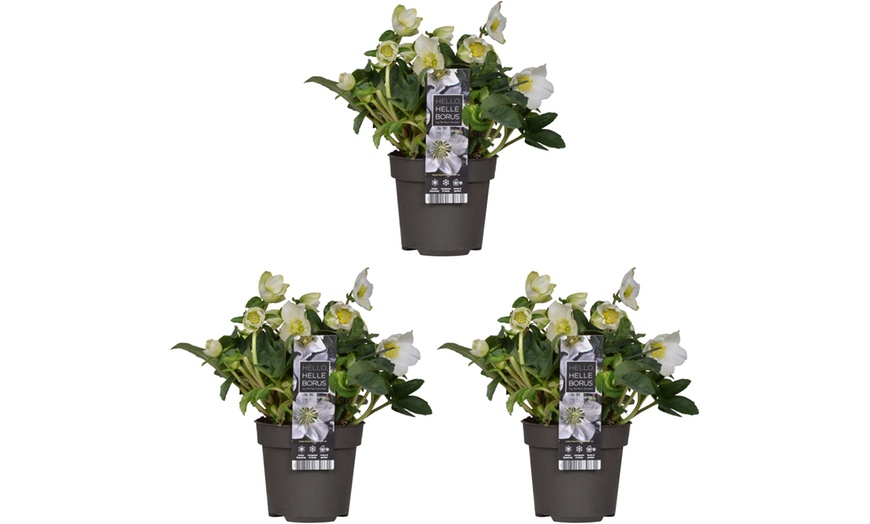 Image 2: Set de 3 ou 6 Hellébores "Christmas Carol" à floraison hivernale