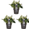 Image 2: Set de 3 ou 6 Hellébores "Christmas Carol" à floraison hivernale