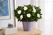 Next Day Delivery Plants in time for Mother's Day from 1-800-Flowers.com (Up to 50% Off) - Second Medium