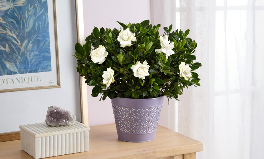 Image 6: Next Day Delivery Plants for Mom from 1-800-Flowers.com (up to 50% off)