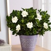 Image 10: Next Day Delivery Plants from 1-800-Flowers (up to 55% off)