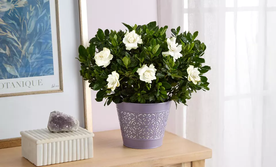 Next Day Delivery Plants from 1-800-Flowers.com (up to 50% off)
