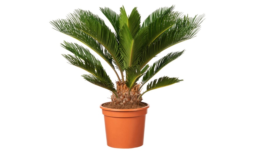 Image 2: 1 o 2 piante di palma giapponese Cycas Revoluta