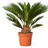 Image 2: 1 o 2 piante di palma giapponese Cycas Revoluta