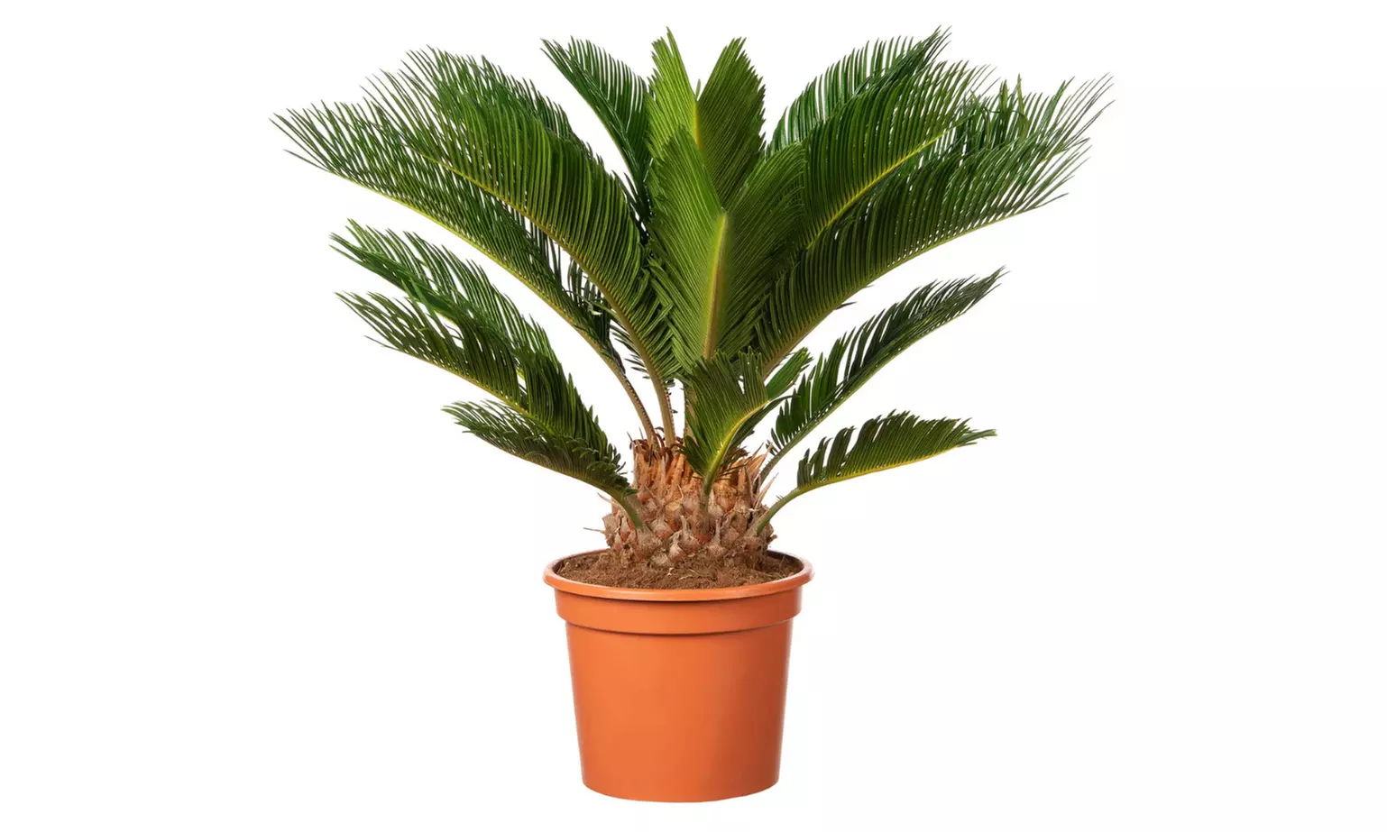 1 o 2 piante di palma giapponese Cycas Revoluta